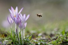 Krokusse mit Besuch