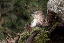 Bussard