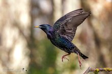 Star (Sturnus vulgaris)