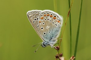 Ein Hauhechel-Bläuling