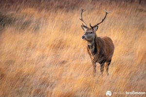 Hirsch im goldenen Gras