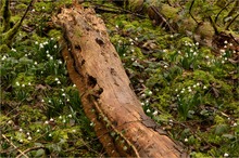 Im Märzenbecher-Wald