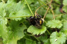 Erdhummel Bombus terristis