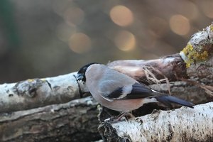 Gimpeldame an der Fütterung