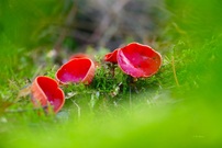 Der Scharlachrote Kelchbecherling