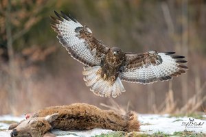 Mäusebussard am verndeten Schmaltier