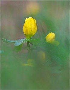 *Eranthis hyemalis*