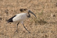Heiliger Ibis