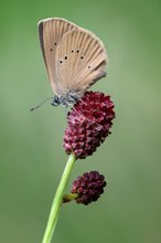 Der Wiesenknopf-Ameisenbläuling