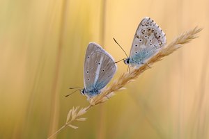 ein Weißdolch Bläuling und ein Silbergrüner Bläuling