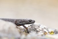 Nördlicher Kammmolch