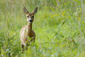 Ricke, -sommerliche Begegnung im Ried