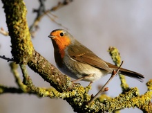 Erste Rotkehlchen mit 500mm