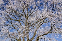Eichenkrone (Quercus) mit Rauhreif