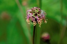 Kleiner Wiesenknopf