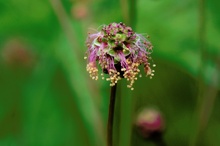 Kleiner Wiesenknopf