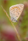 Hauhechelbläuling ( Polyommatus icarus )