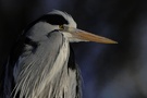 Grey heron