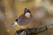 Eichelhäher (Garrulus glandarius)