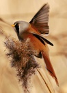 Bartmeisenabflug