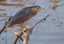 Nachtreiher (Nycticorax Nycticorax)