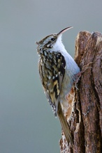 Gartenbaumläufer (Certhia brachydactyla)