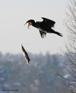 Ein Kormoran und der fliegende Fisch (Hecht)