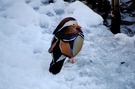 Wasservogel im Winter an der Sechsseenplatte Duisburg