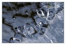 Eiszeit am Teich