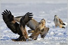 Mäusebussard (Buteo buteo)