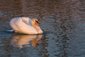 Schwan in der Abendsonne