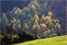 Herbstwald in Franken