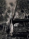 Windbruch