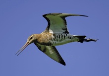 Uferschnepfe (limosa limosa)