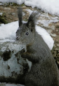 Eichhörnchen