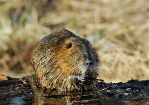 Nutria (Myocastor coypus)