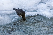 Neugierige Wasseramsel