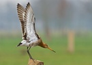 Uferschnepfe (Limosa limosa)