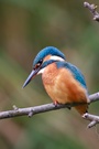 Eisvogel