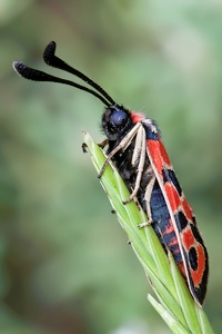 Zygaena fausta