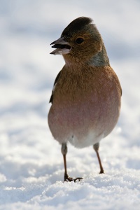 Buchfink (Fringilla coelebs) mit Sonnenblumenkern