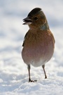 Buchfink (Fringilla coelebs) mit Sonnenblumenkern