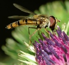 Schwebfliege auf Distelblüte