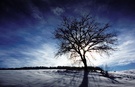 Winterbaum