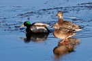 Stockente (Anas platyrhynchos) als Eisbrecher