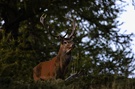 Hirsch