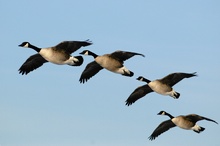 Branta canadensis