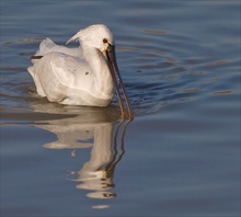 Löffler (Platalea Leucorodia) (1)