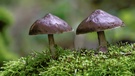 Zwillinge im Moos