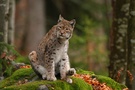 Luchs